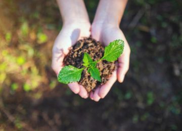 Top view image of hands holding small tree with soil to grow with nature background